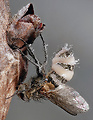 hmyzomorka mušia