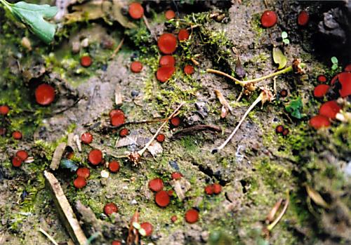 štítovnička čiernochlpatá Scutellinia nigrohirtula (Svrček) Le Gal