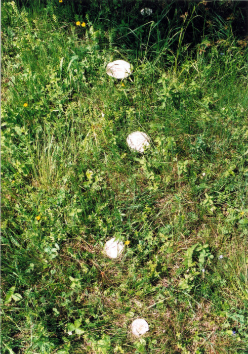 tmavuľka podhorská Melanoleuca subalpina (Britzelm.) Bresinsky & Stangl