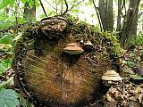 chorošovité houby s nezvykle tvarovanými rourkami