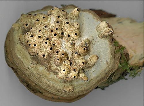 chorošovitá houba s nezvykle tvarovanými rourkami