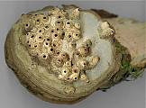 chorošovitá houba s nezvykle tvarovanými rourkami