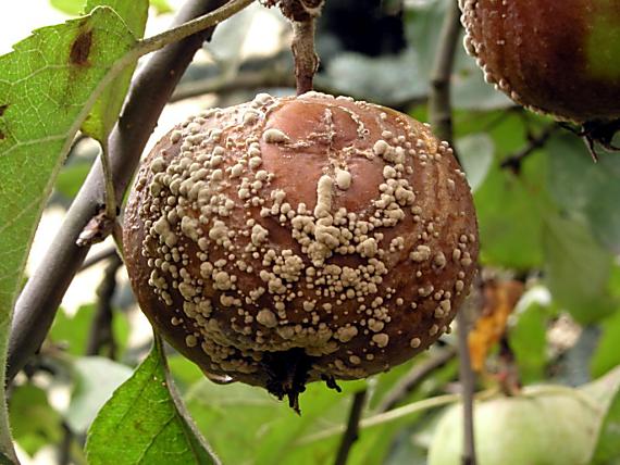 monília malvicová/Monilie - kloubnatička ovocná Monilinia fructigena Honey