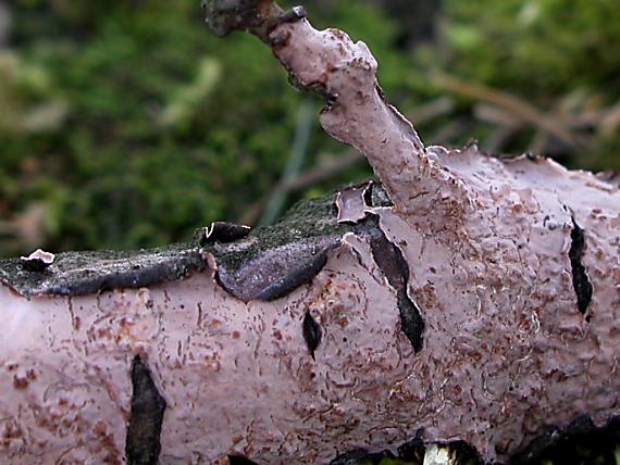 kornatka dubová Peniophora quercina (Pers.) Cooke
