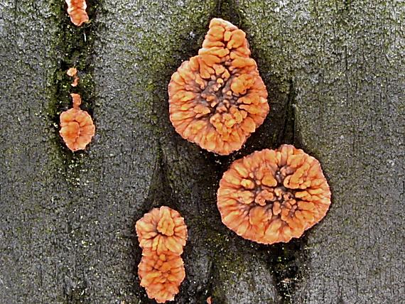 žilnačka oranžová/Žilnatka oranžová ? Phlebia radiata Fr.