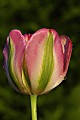 posledný tulipán