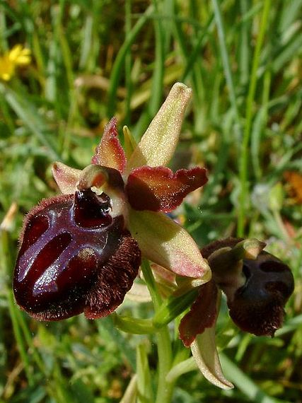 tořič Ophrys sphegodes subsp. garganica (E. Nelson) P. Delforge