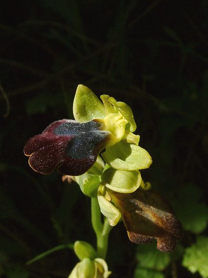 tořič Ophrys fusca Link