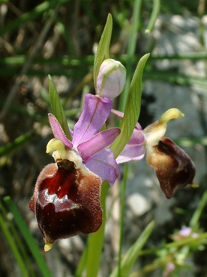 tořič Ophrys argolica subsp. biscutella (O. Danesch &amp; E. Danesch) Kreutz