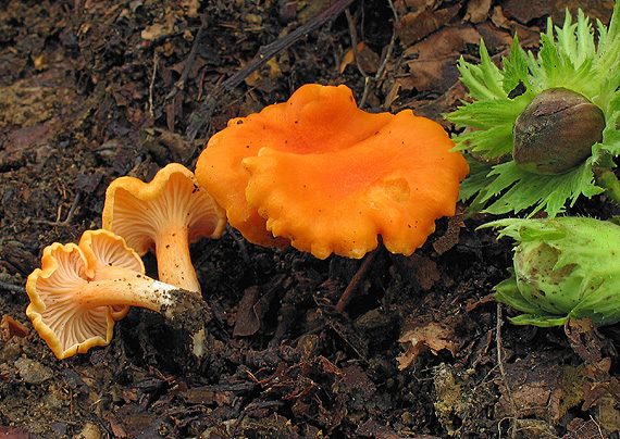 kuriatko oranžové Cantharellus friesii Quél.
