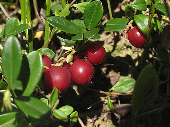 brusnica pravá - plod Vaccinium vitis - ideaea