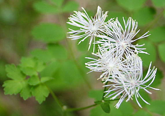 žltuška orlíčkolistá Thalictrum aquilegiifolium L.