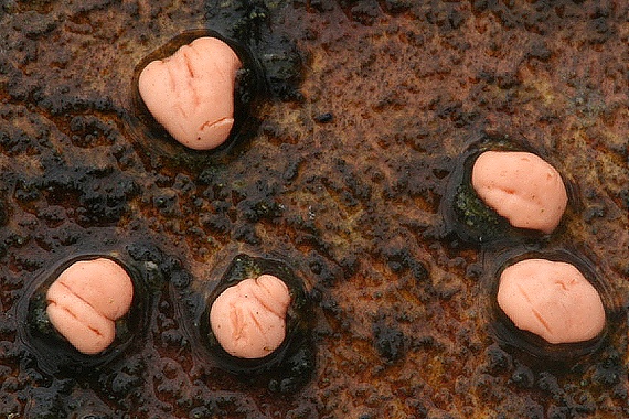 hlivka červená Nectria cinnabarina (Tode) Fr.