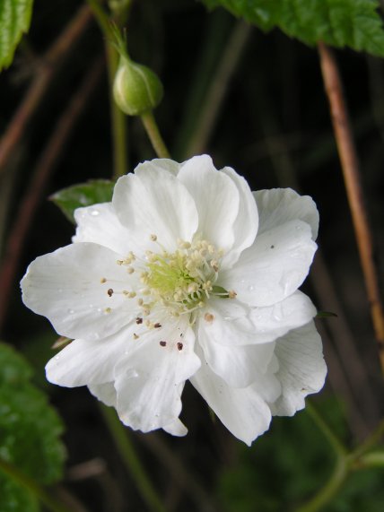 biely kvet...
