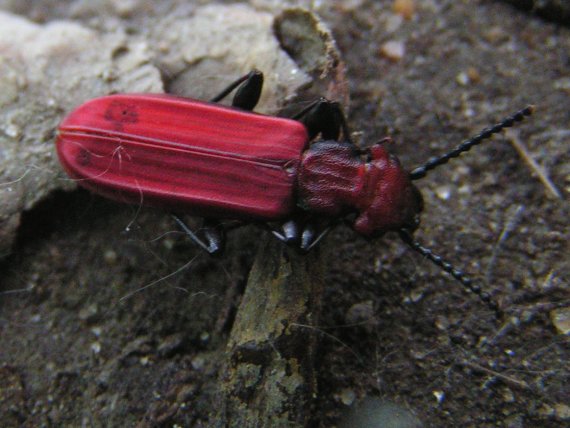 plocháč červený cucujus cinaberinus
