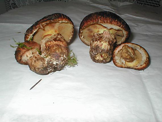 masliak obyčajný Suillus luteus (L.) Roussel