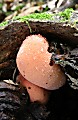 pečeňovec dubový-mladá plodnica