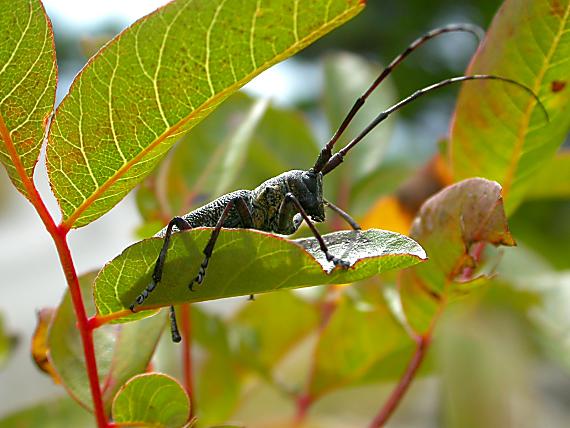chrobáčik - samička fuzáča Monochamus galloprovincialis pistor (Cerambycidae)