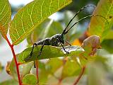 chrobáčik - samička fuzáča