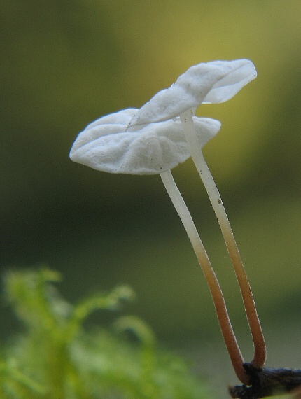 tanečnica listová, Špička listová Marasmius epiphyllus (Pers.) Fr.