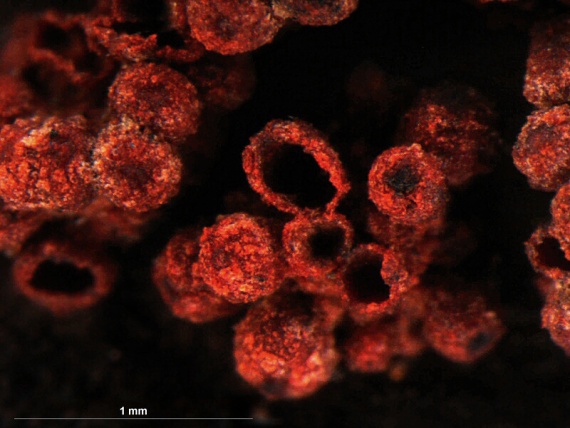 hlivka červená / Rážovka rumělková Nectria cinnabarina (Tode) Fr.