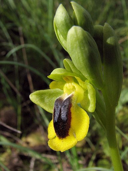 tořič Ophrys lutea Cav.
