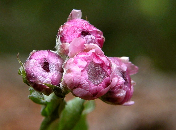 kociánek dvoudomý Antennaria dioica (L.) Gaertn.