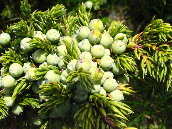borievka nízka - plod Juniperus communis subsp. alpina