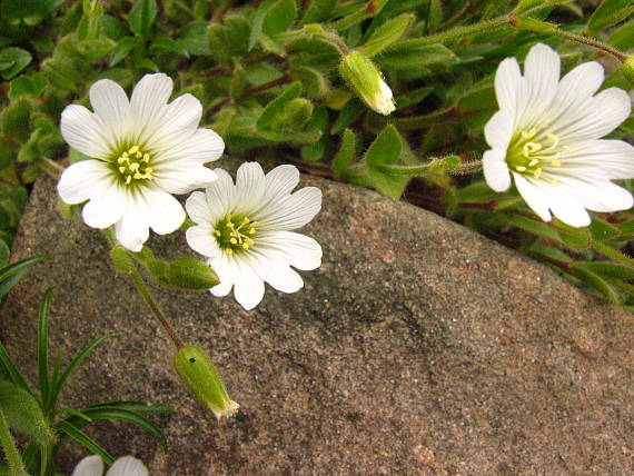 rožec alpínsky Cerastium alpinum L.