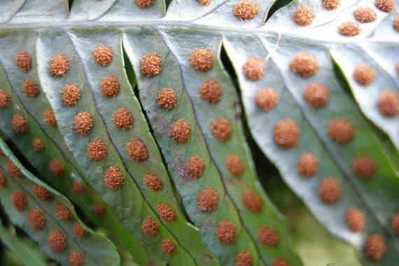 sladič obyčajný - výtrusnice Polypodium vulgare L.