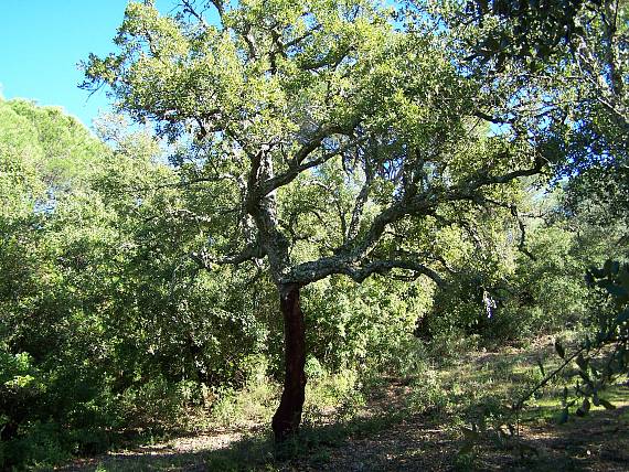 dub korkovy Quercus suber L.