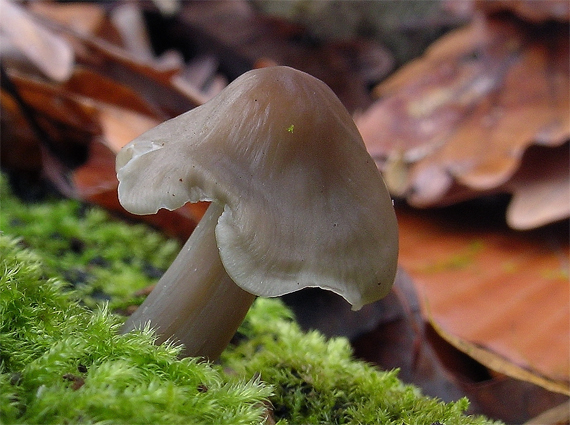 prilbička obyčajná Mycena galericulata (Scop.) Gray