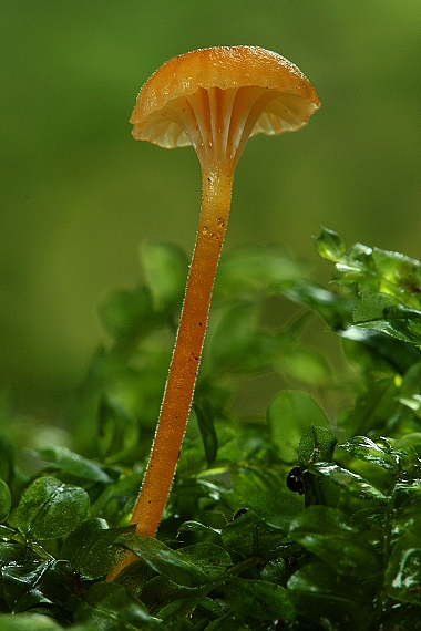 machovček oranžový Rickenella fibula (Bull.) Raithelh.