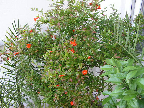 rozkvitnutý Granátovník