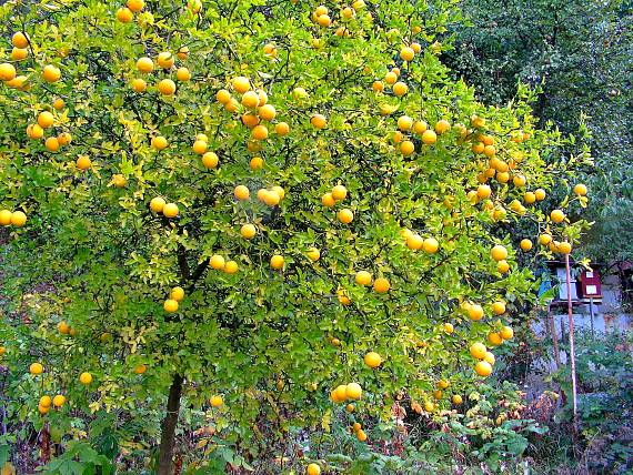 zarodený citronovník Poncirus trifoliata