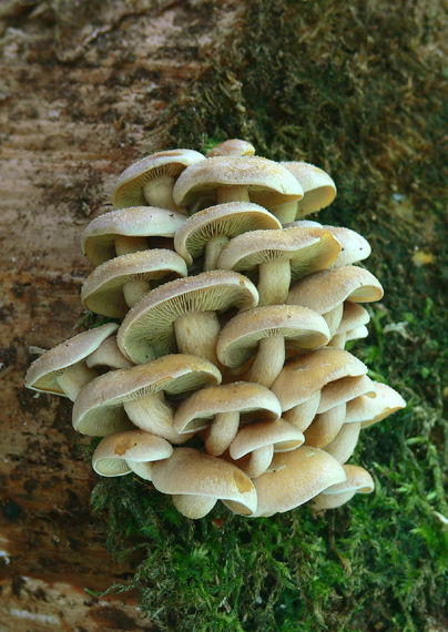 strapcovka zväzkovitá Hypholoma fasciculare (Huds.) P. Kumm.