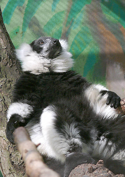 lemur vari čiernobiely Varecia variegata variegata