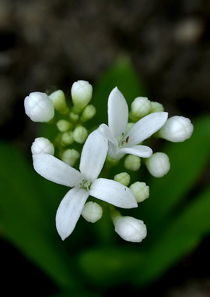 lipkavec marinkový Galium odoratum (L.) Scop.