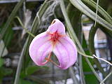 výstava orchidejí-brno 2007