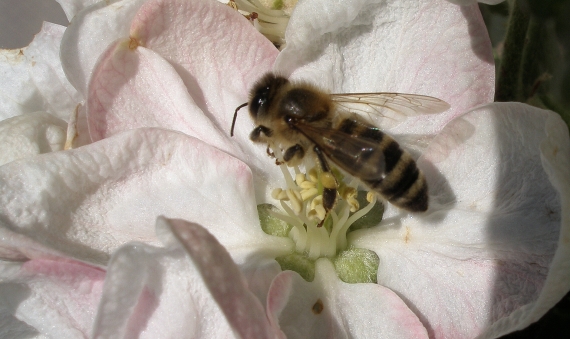 včela medonosná Apis melifera