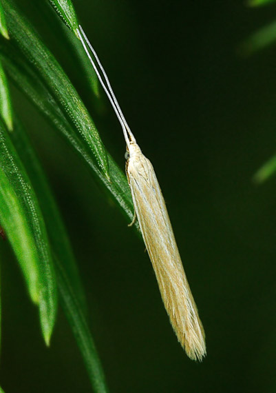rúrkovček Coleophora sp.