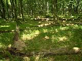 lesy okolie Černochov