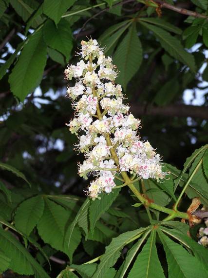 kvet gaštanu-pagaštan konský Aesculus hippocastanum L.