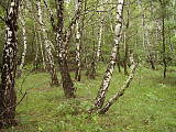 hríbový les II
