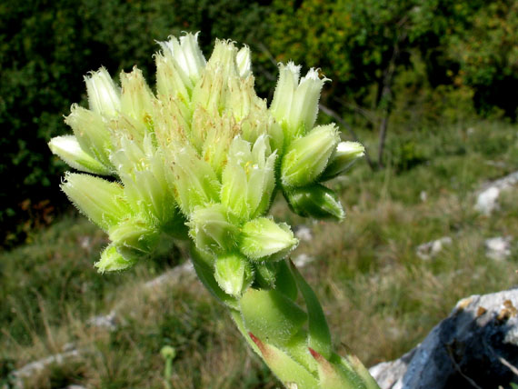 skalnica srstnatá Jovibarba globifera subsp. hirta (L.) J. Parn.