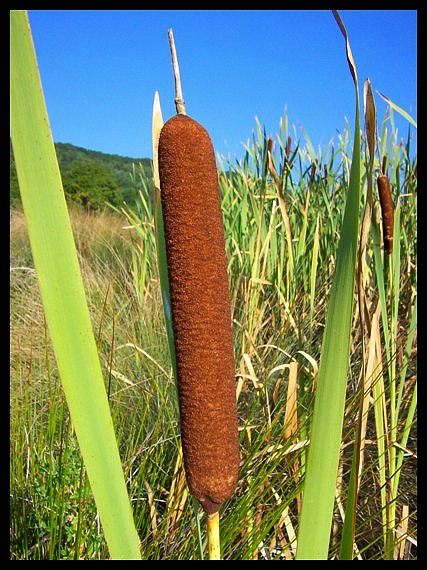 pálka širokolistá Typha latifolia L.