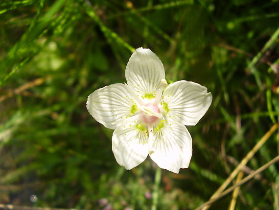 parnasia močiarna Parnassia palustris L.