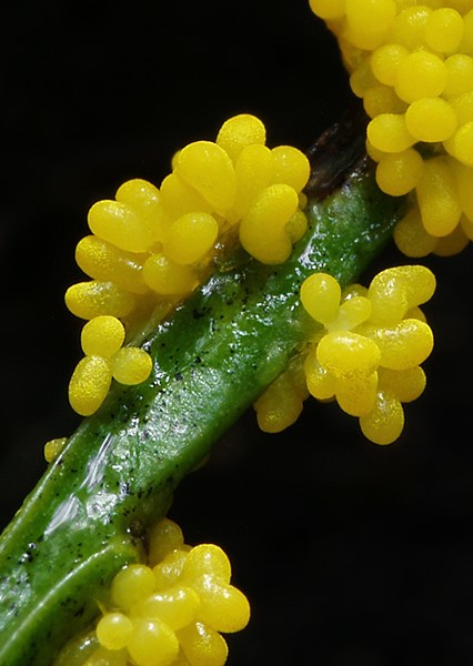 vápnikovec Physarum virescens Ditmar