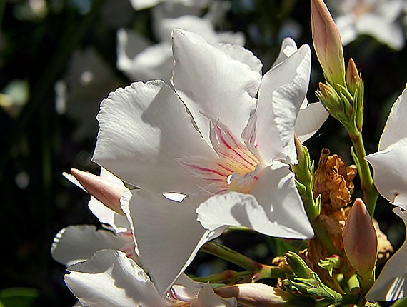 oleander Nerium oleander
