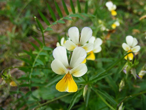 fialka roľná Viola arvense